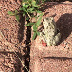 Gray/Cope's Gray Tree Frog