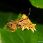 Spined Micrathena Spider