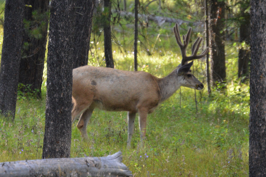 Mule deer