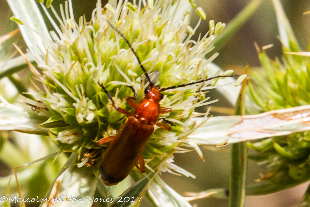 Red Soldier Beetle