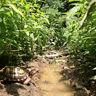 Eastern Box Turtle