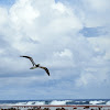 Brown Booby