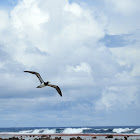 Brown Booby