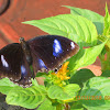 Great Eggfly Butterfly