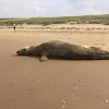 Grijze Zeehond (Grey Seal)