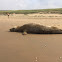 Grijze Zeehond (Grey Seal)