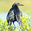 Boat-tailed Grackle (male)