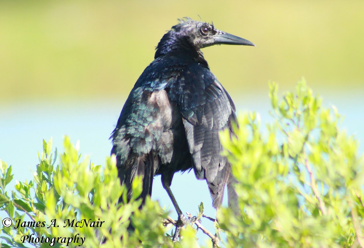 Boat-tailed Grackle (male)