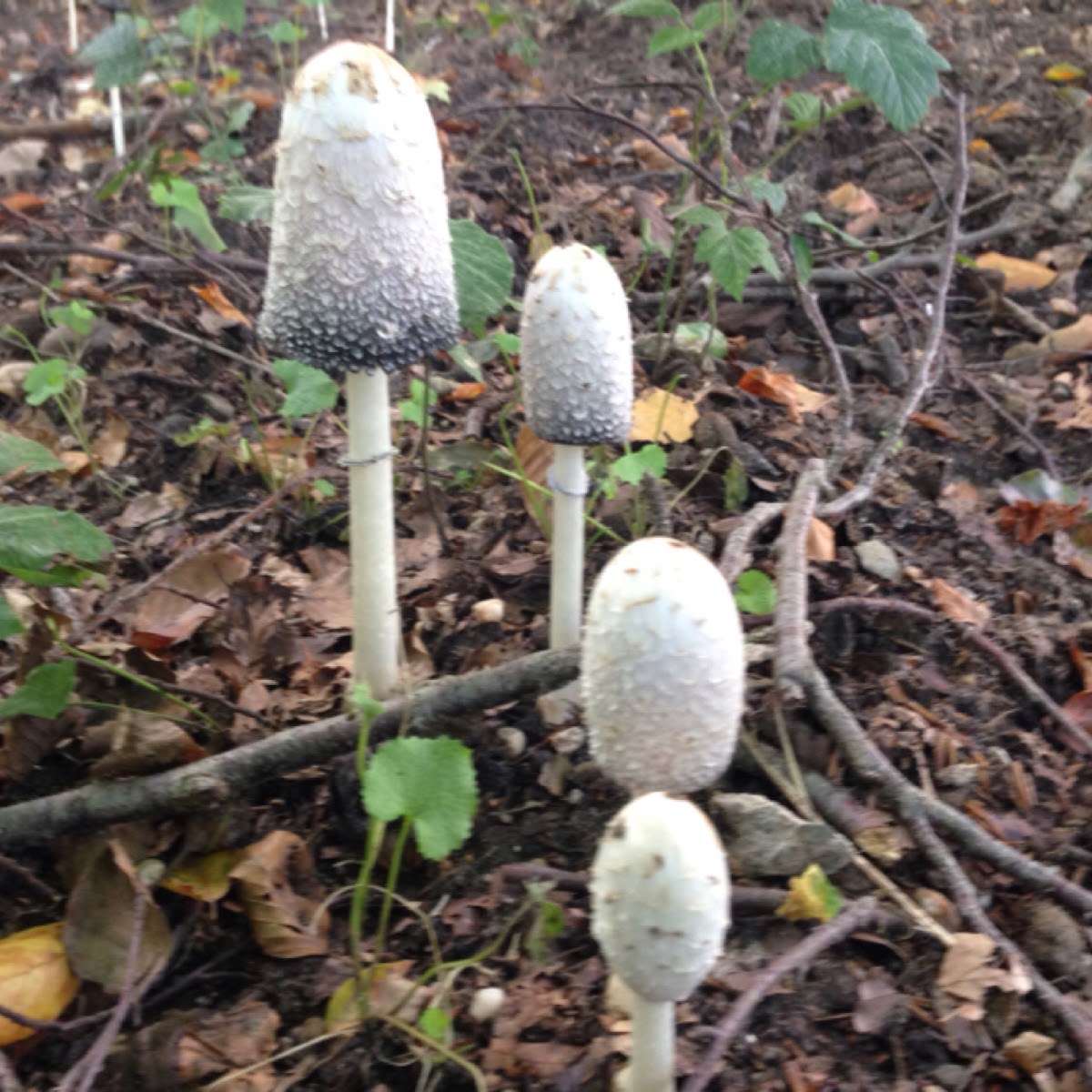 Shaggy mane