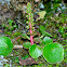 Navelwort; Ombligo de Venus