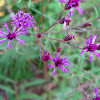 Tall Ironweed