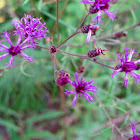 Tall Ironweed