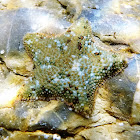 Starlet cushion star. Estrella del Capitán