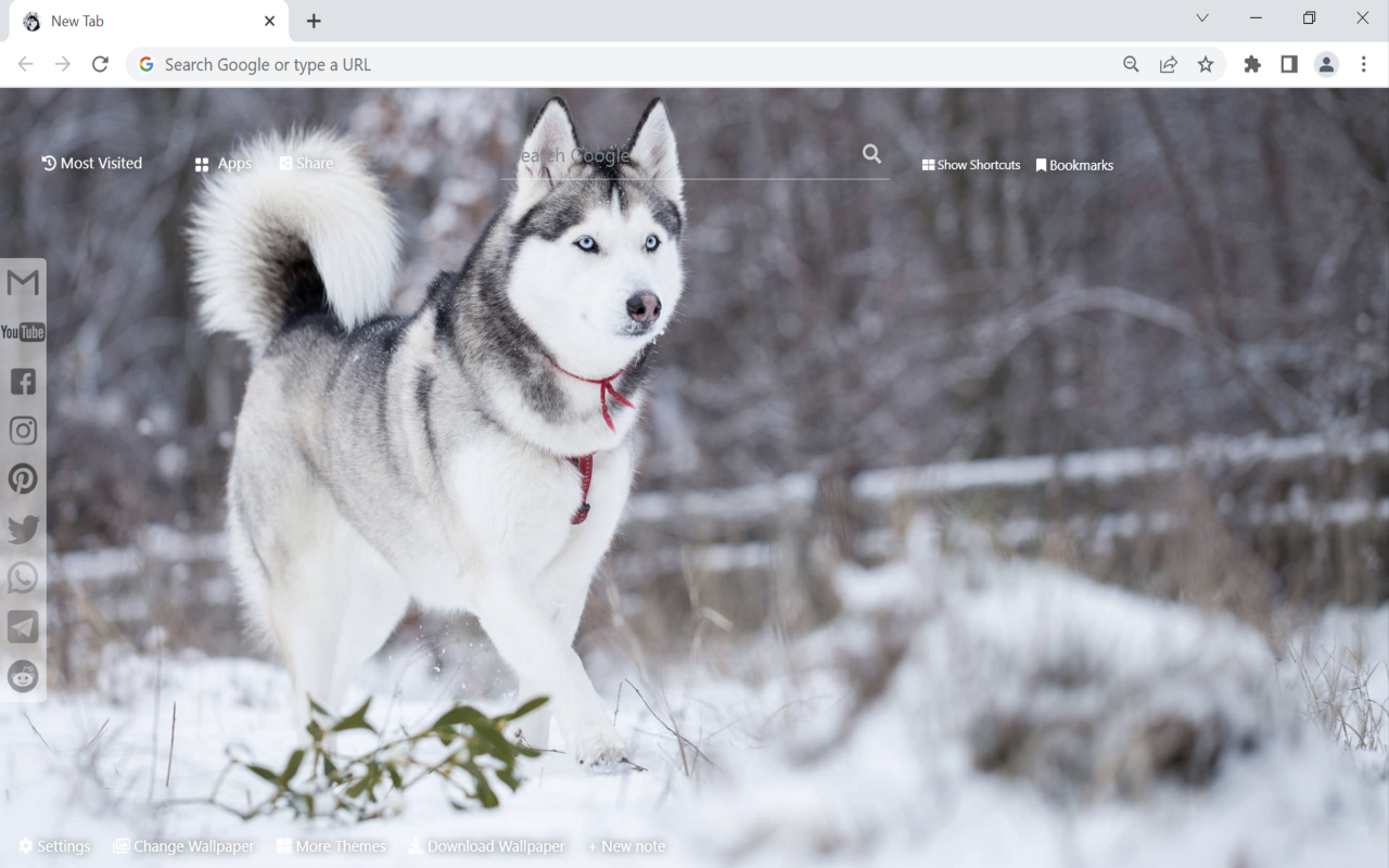 Husky Wallpaper Preview image 3