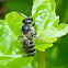 Mason Bee