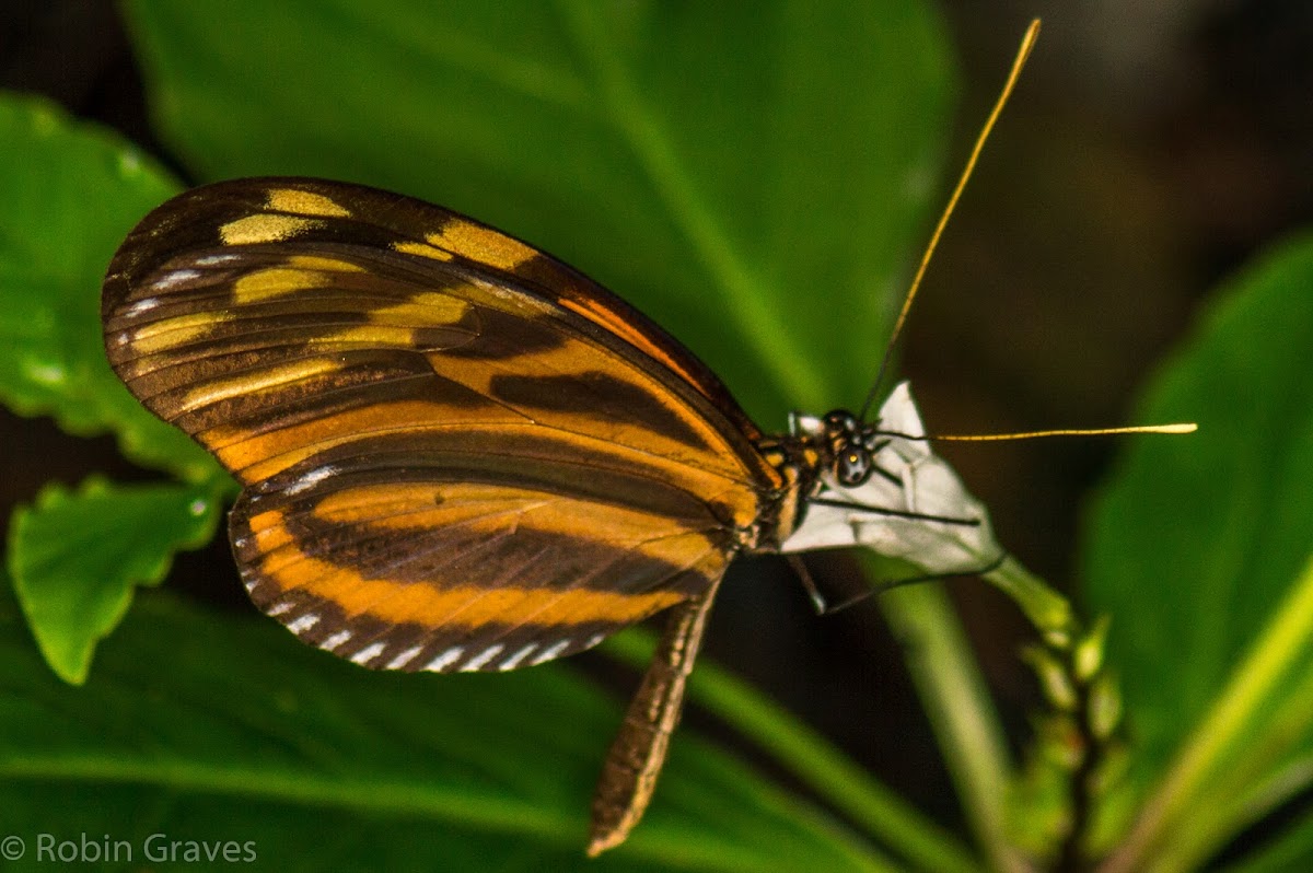 Tiger Heliconian Butterfly