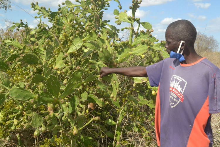 The cactus fruits being eaten due to lack of food in Bofu village Magarini subcounty.