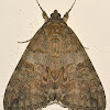 Red Underwing