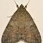 Red Underwing