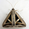 Erebid Moth