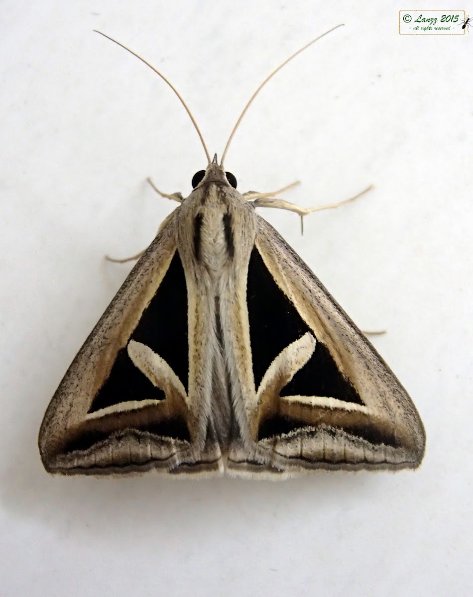 Erebid Moth