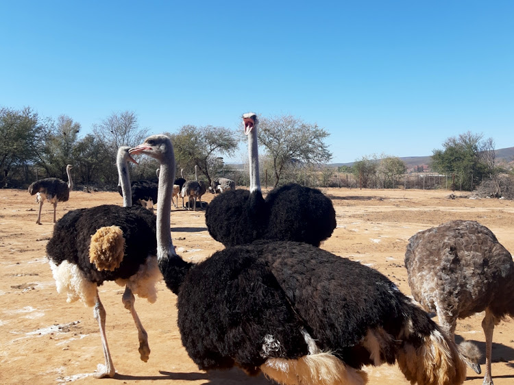 Ostriches following the tractor at Safari Ostrich Farm. Picture: SANET OBERHOLZER