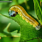 Lygodium sawfly larvae