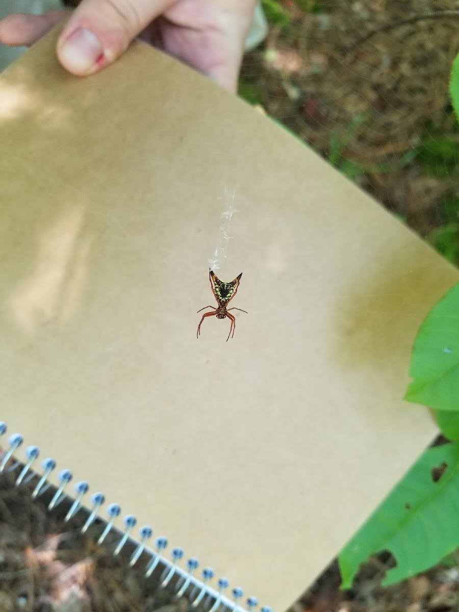 Arrow-Shaped Micrathena