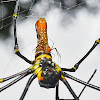 Giant Golden Web Spider