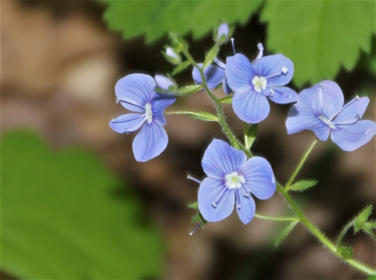 Bird's-eye Speedwell