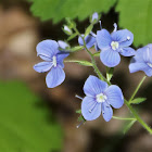 Bird's-eye Speedwell