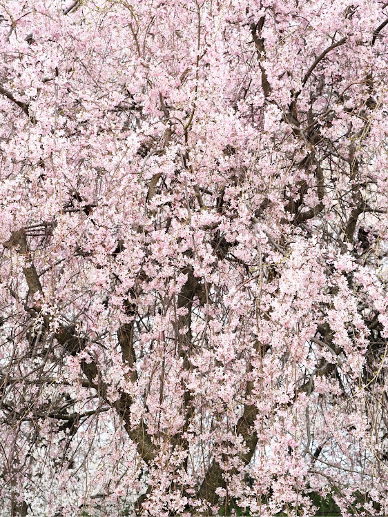 シビックの朝活・菜の花・権現堂・桜🌸とコラボ・桜とコラボに関するカスタム事例の投稿画像4枚目