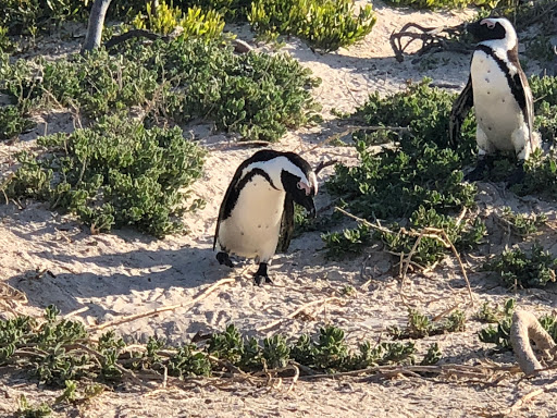 Penguins Cape Town South Africa 2018