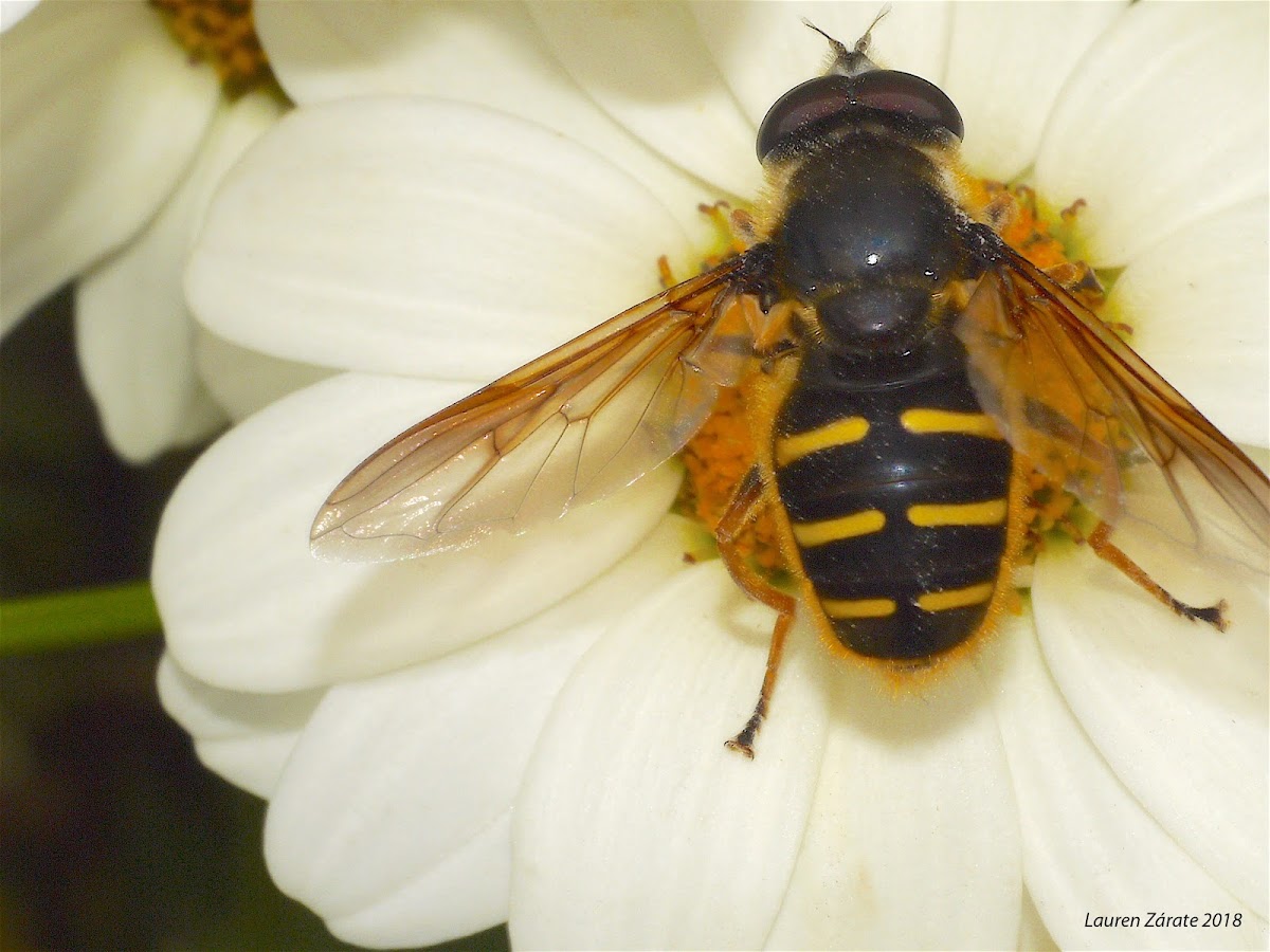 Western Pond Flower Fly