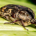 Mango Flower Beetle