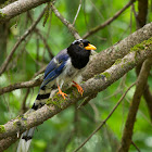 Yellow-billed blue magpie