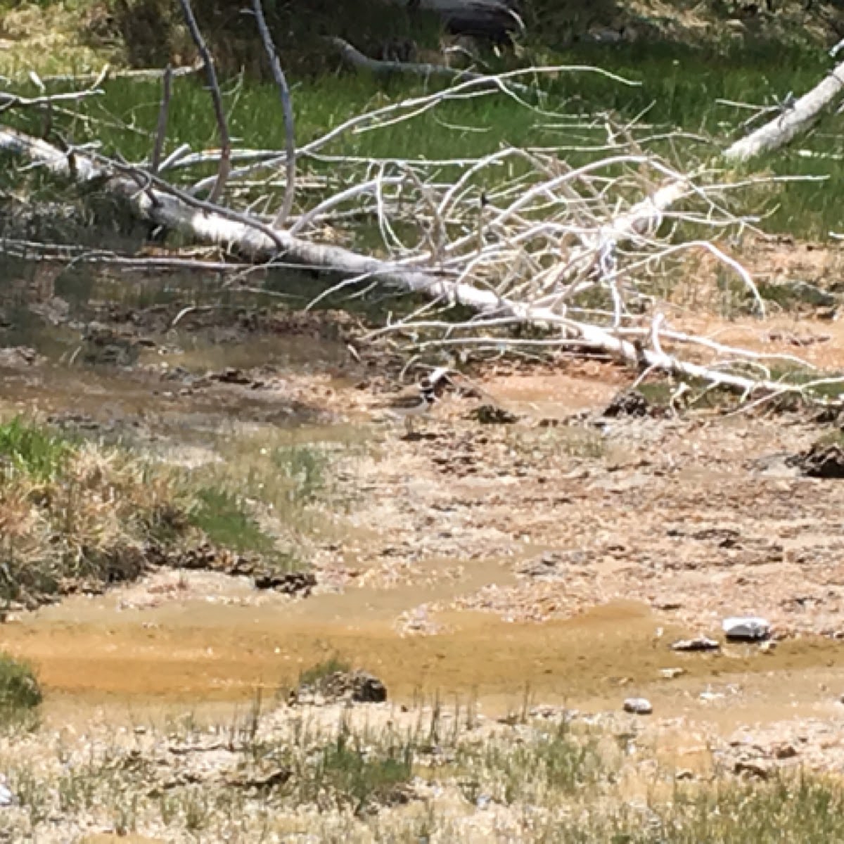 Killdeer