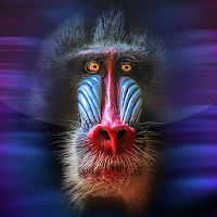 Monkey Live Wallpaper