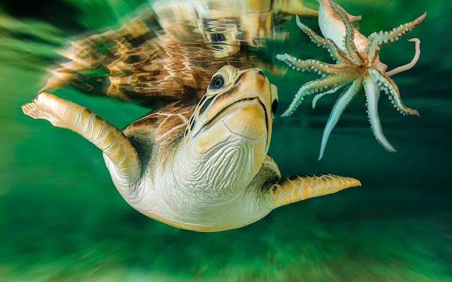 Sea Turtles - New Tab in HD