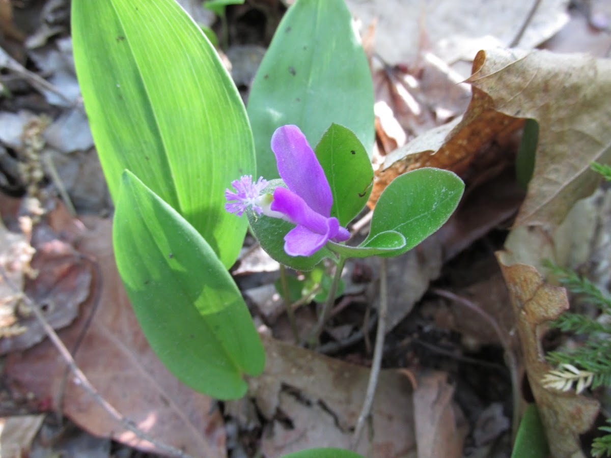 Fringed Polygayla