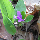 Fringed Polygayla