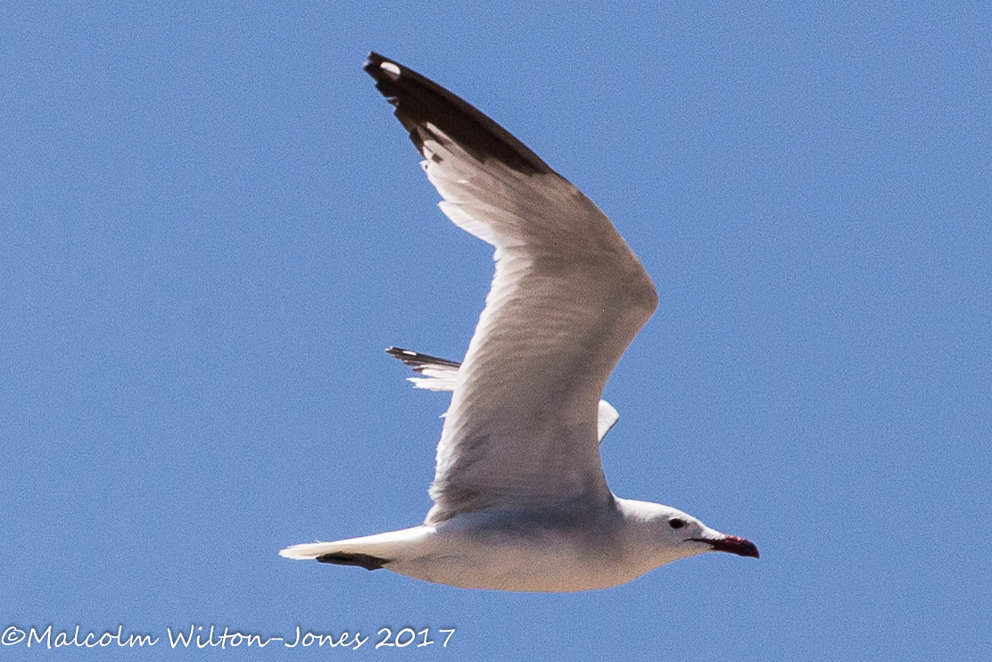 Audouin's Gull; Gaviota de Audouin