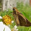 Fiery Skipper