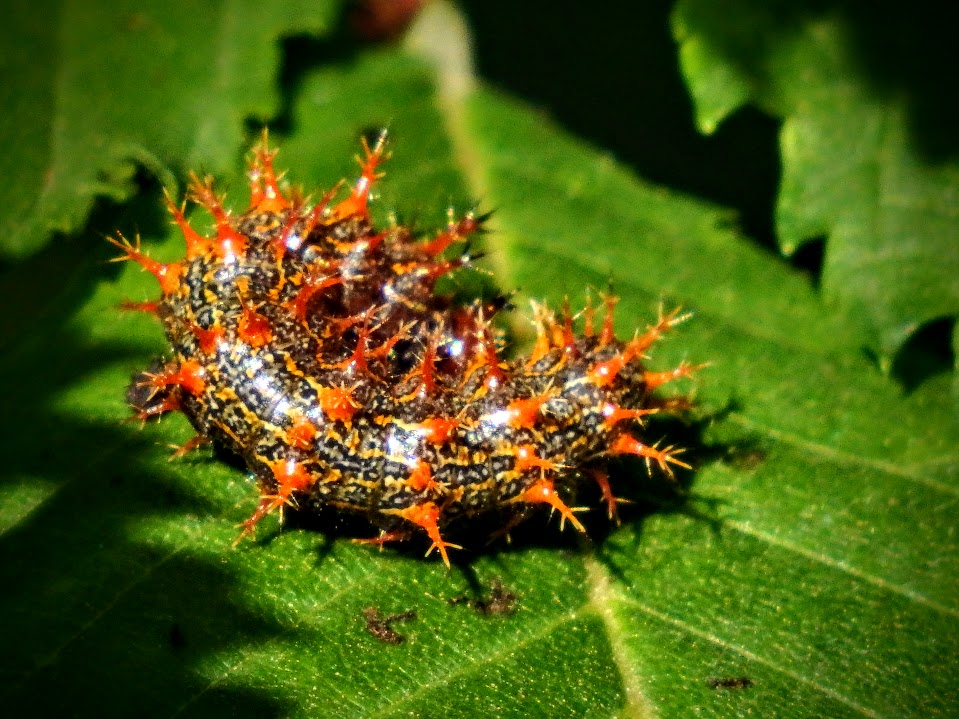 Question mark caterpillar