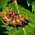 Question mark caterpillar