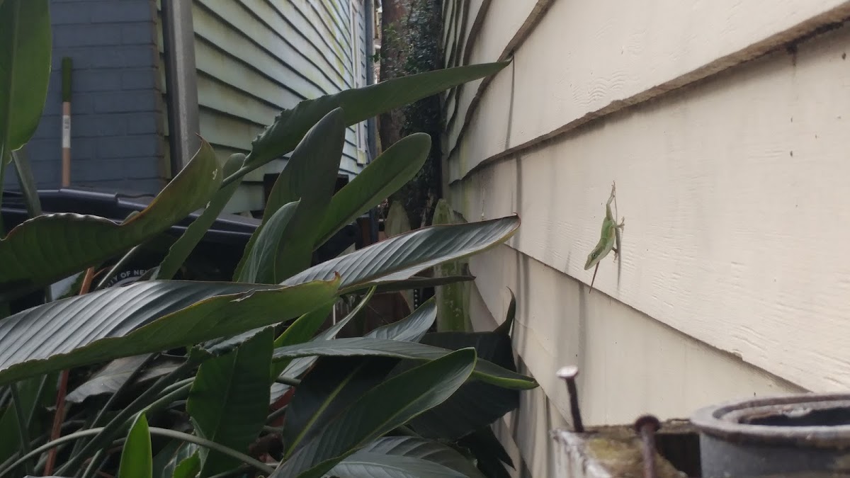 Carolina anole