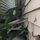 Carolina anole