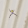 hawaiian garden spider