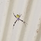 hawaiian garden spider