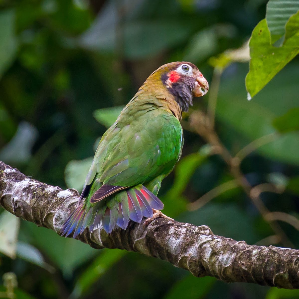 Brown-hooded Parrot